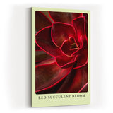 Paul Sinus Kunstdruck 40x60cm Red Succulent Bloom – Feuerrote Sukkulente in Nahaufnahme als modernes Kunstwerk