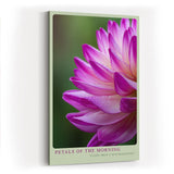 Paul Sinus Wandbild in 40x60cm Petals of the Morning – zarte Nahaufnahme einer pink-violetten Blüte mit Tautropfen für frische Raumakzente