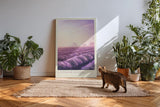 Paul Sinus Kunstdruck 40x60cm Lavender Season Lavendelfeld Sonnenuntergang Provence Violett Naturidylle