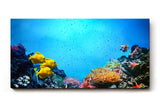 Sinus Art Wandbild 120x80cm Bunte Meeresbewohner und Korallen in einer lebendigen Unterwasserwelt