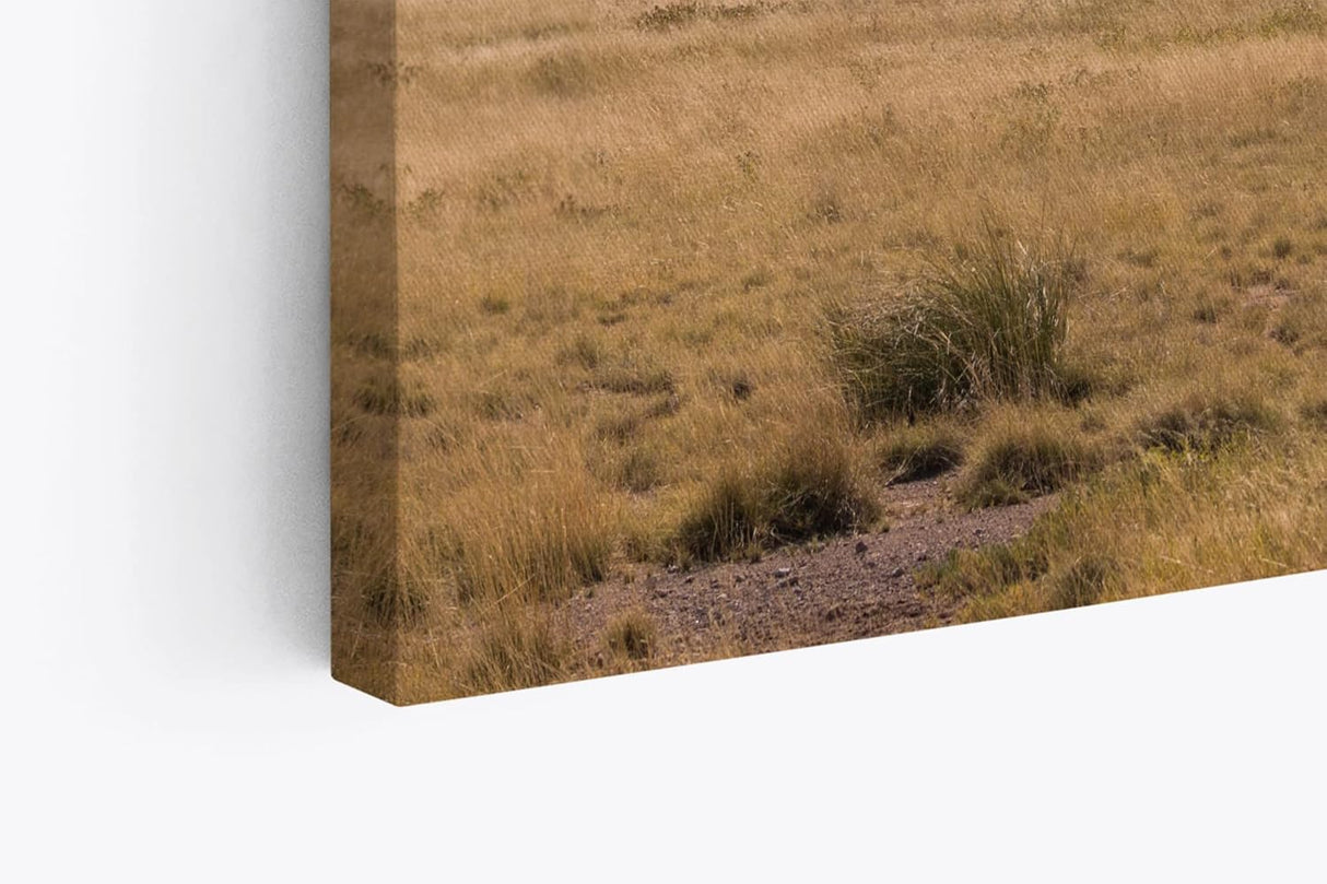 Paul Sinus Wandbild 120x80cm Afrikanische Landschaft Burkea Africana Bäume Steppe