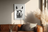 Paul Sinus Wandbild in 40x60cm Bad Hair Llama – humorvolles Lama-Porträt in Schwarz-Weiß mit witzigem Ausdruck
