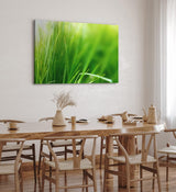Paul Sinus Wandbild 120x80cm Gras Grashalme Grün Natur Nahaufnahme Wiese