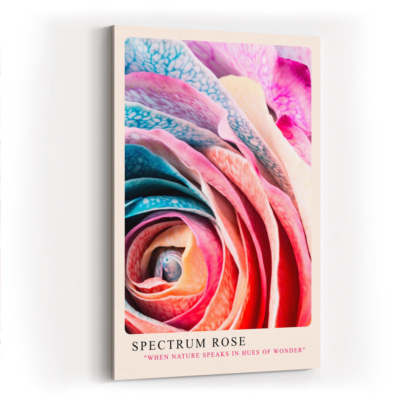 Paul Sinus Kunstdruck 40x60cm Spektralrose in Nahaufnahme – Farbenwunder der Natur in kunstvoller Struktur
