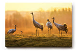 Sinus Art Wandbild 120x80cm Die Kraniche in der goldenen Landschaft erzeugen ein Gefühl von Freiheit und Frieden