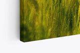 Paul Sinus Wandbild 120x80cm Weizenfeld Weizen Feld Himmel Natur Fotokunst