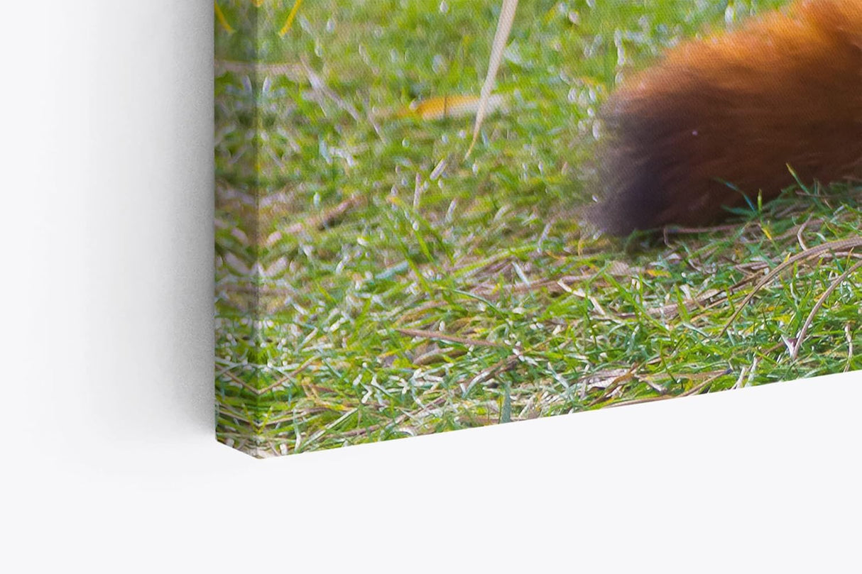 Paul Sinus Wandbild 120x80cm Kleiner roter Panda Tierfotografie Süß Flauschig