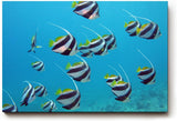 Sinus Art Wandbild 120x80cm Schwarm eleganter Bannerfische in natürlicher Bewegung – faszinierendes Meeresmotiv