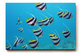 Sinus Art Wandbild 120x80cm Schwarm eleganter Bannerfische in natürlicher Bewegung – faszinierendes Meeresmotiv