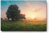 Sinus Art Wandbild 120x80cm Grüne Wiese im goldenen Morgenlicht mit Baumgruppe für eine friedliche Raumwirkung