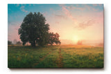Sinus Art Wandbild 120x80cm Grüne Wiese im goldenen Morgenlicht mit Baumgruppe für eine friedliche Raumwirkung