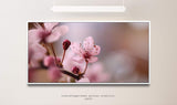 Blumen in rosa ca. 130x70cm Wandbild inklusive Schattenfugenrahmen weiss - Panorama Leinwand Bild XXL Format Wandbilder Wohnzimmer Wohnung Deko Kunstdrucke