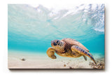 Sinus Art Wandbild 120x80cm Detailreiche Aufnahme einer Schildkröte im klaren Ozean für entspannte Raumwirkung