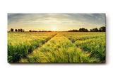 Sinus Art Wandbild 120x80cm Sonnenuntergang über einem weitläufigen Feld voller goldener Halme – friedlich und inspirierend