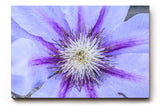 Sinus Art Wandbild 120x80cm Detailreiche Darstellung einer Clematisblüte in Violett mit weißem Zentrum