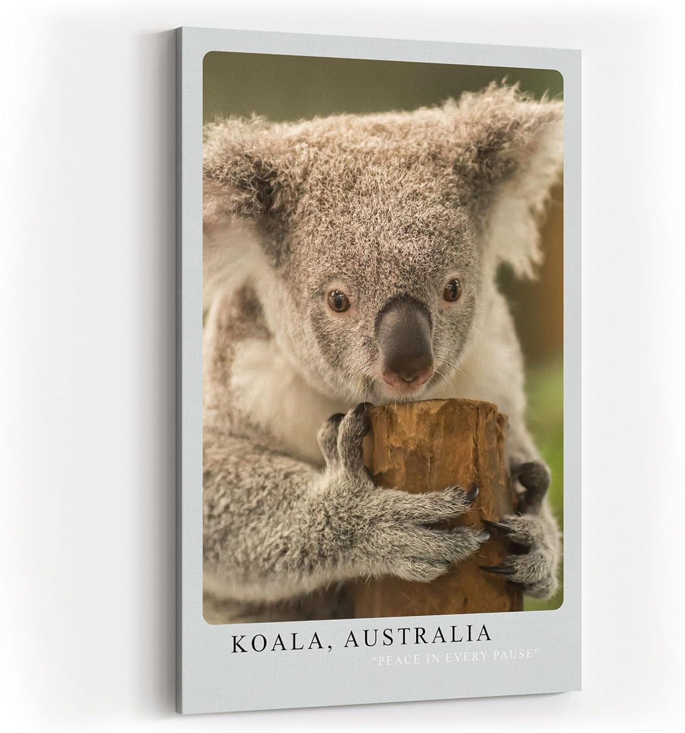 Paul Sinus Kunstdruck 40x60cm Koala Australia – Sanfter Koala in Nahaufnahme als Symbol für Ruhe und Naturverbundenheit