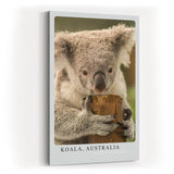 Paul Sinus Kunstdruck 40x60cm Koala Australia – Sanfter Koala in Nahaufnahme als Symbol für Ruhe und Naturverbundenheit