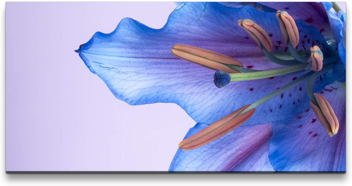 blaue Blumenblüte ca. 130x70cm Wandbild inklusive Schattenfugenrahmen schwarz - Panorama Leinwand Bild XXL Format Wandbilder Wohnzimmer Wohnung Deko Kunstdrucke