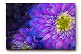 Sinus Art Wandbild 120x80cm Zwei Blüten in Nahaufnahme – detailreich und harmonisch miteinander verschmolzen
