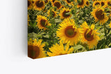 Paul Sinus Wandbild 120x80cm Sonnenblumen Blumenfeld Sonnenblumenfeld Sonnenuntergang