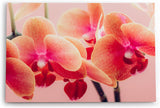 Paul Sinus Wandbild 120x80cm Orchideen Blumen rosa Blüten Kunstvoll Fotokunst