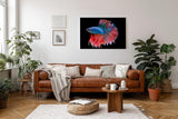 Sinus Art Wandbild 120x80cm Faszinierender Betta-Fisch mit dynamischer Flossenpracht in Rot und Blau auf dunklem Fond