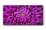 Sinus Art Wandbild 120x80cm Symmetrische Blütenarchitektur in kräftigem Violett mit ausdrucksstarker Mitte
