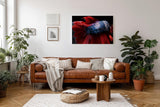 Sinus Art Wandbild 120x80cm Makroaufnahme eines Kampffischs mit leuchtend roter Flosse und glänzenden Schuppen