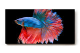 Sinus Art Wandbild 120x80cm Faszinierender Betta-Fisch mit dynamischer Flossenpracht in Rot und Blau auf dunklem Fond