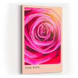 Paul Sinus Kunstdruck 40x60cm Pink Rose Nahaufnahme Blüte Rosa Makro Blume Romantik