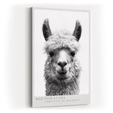 Paul Sinus Wandbild in 40x60cm Bad Hair Llama – humorvolles Lama-Porträt in Schwarz-Weiß mit witzigem Ausdruck