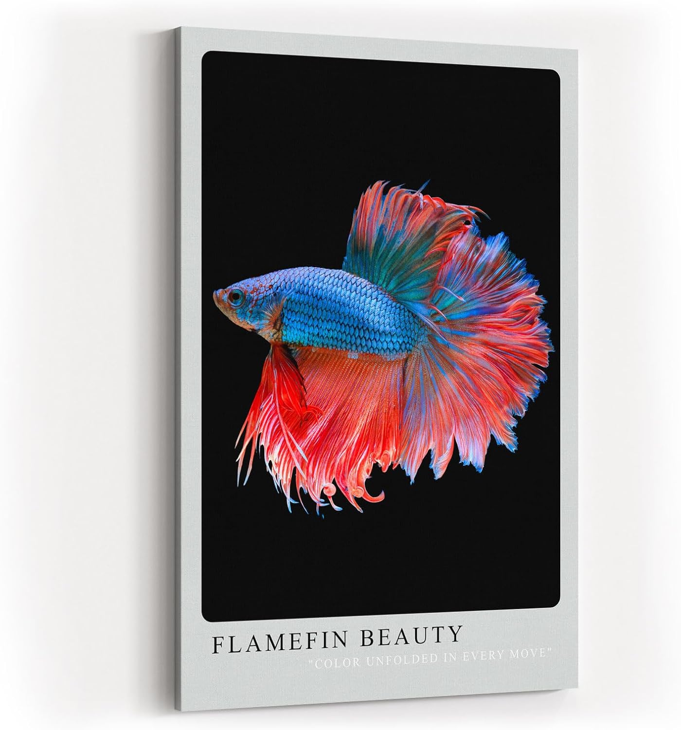 Paul Sinus Kunstdruck 40x60cm Kampffisch mit flammenden Flossen – Farben in perfekter Bewegung eingefangen