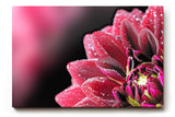 Sinus Art Wandbild 120x80cm Die glänzenden Tautropfen auf den roten Blütenblättern verleihen dem Bild eine frische Note