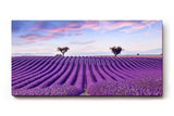 Sinus Art Wandbild 120x80cm Perfekt ausgerichtete Lavendelreihen unter farbigem Himmel für meditative Raumwirkung
