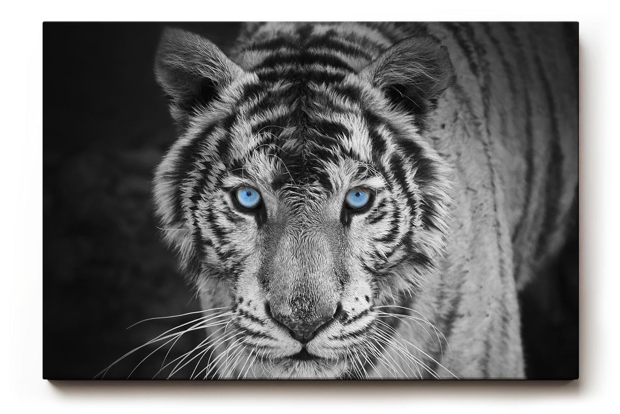 Sinus Art Wandbild 120x80cm Der intensive Blick des Tigers mit leuchtend blauen Augen schafft eine starke Präsenz
