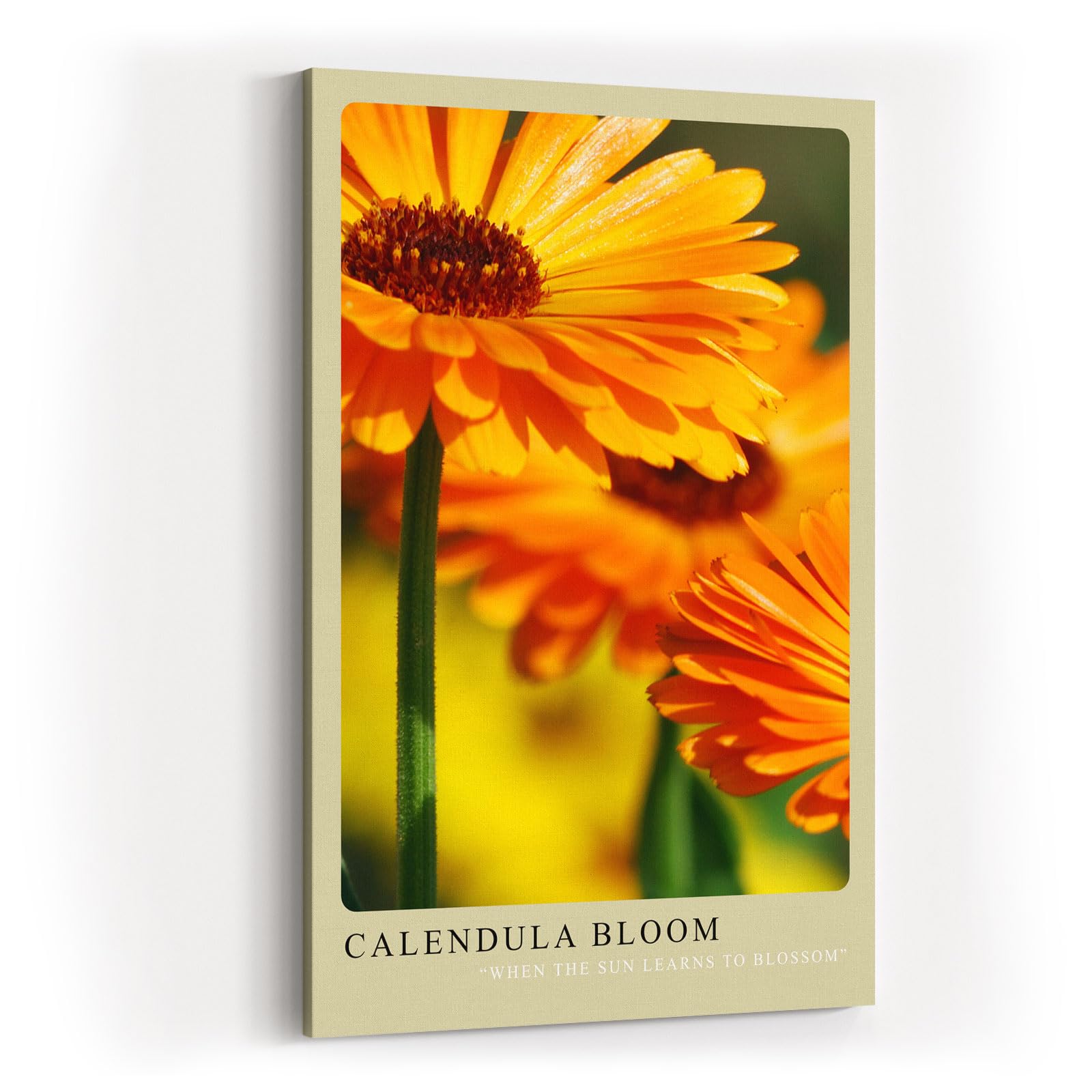 Paul Sinus Kunstdruck 40x60cm Calendula Bloom – leuchtend orange Ringelblumenblüte in Nahaufnahme