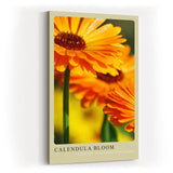Paul Sinus Kunstdruck 40x60cm Calendula Bloom – leuchtend orange Ringelblumenblüte in Nahaufnahme