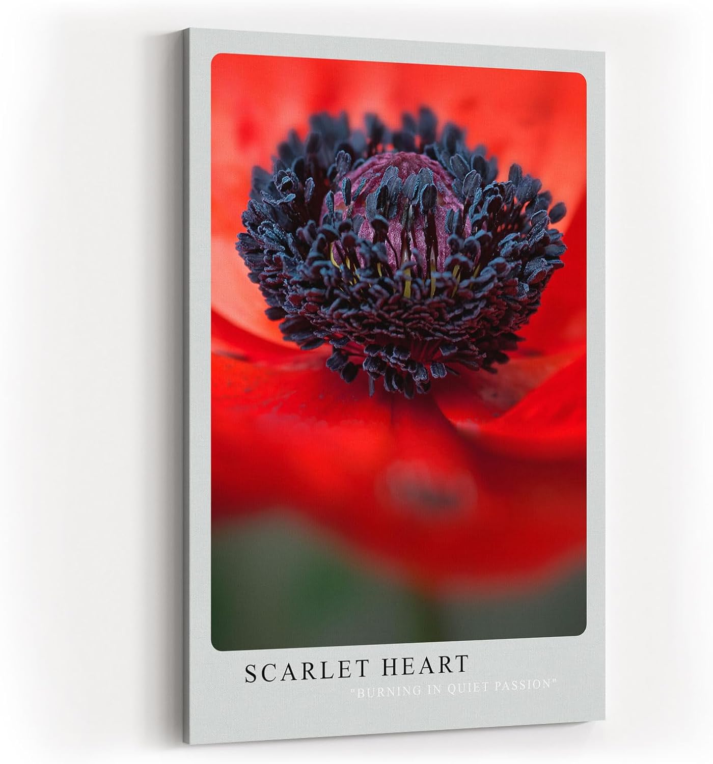 Paul Sinus Kunstdruck 40x60cm Scarlet Heart – Mohnblume in Makroaufnahme mit intensivem Rot und schwarzem Zentrum