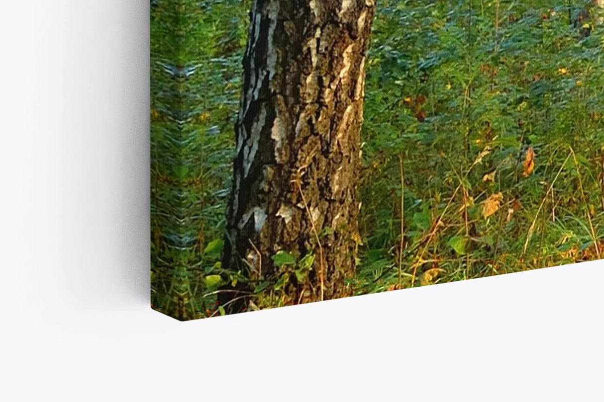 Paul Sinus Wandbild 120x80cm Birkenwald Wald Birken Natur Bäume Grün