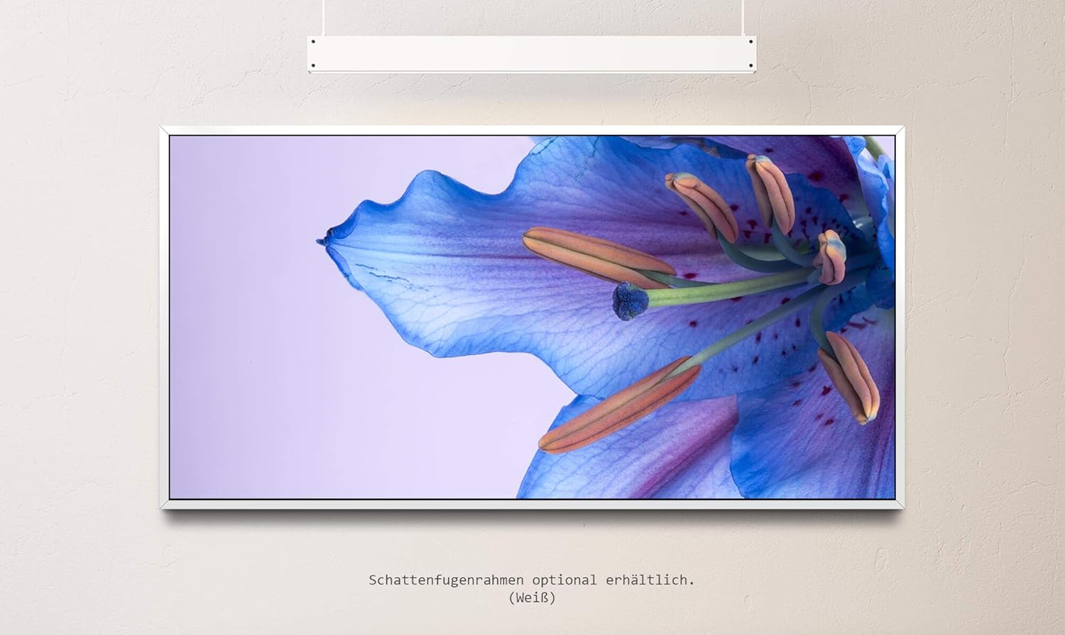 blaue Blumenblüte ca. 130x70cm Wandbild inklusive Schattenfugenrahmen weiss - Panorama Leinwand Bild XXL Format Wandbilder Wohnzimmer Wohnung Deko Kunstdrucke