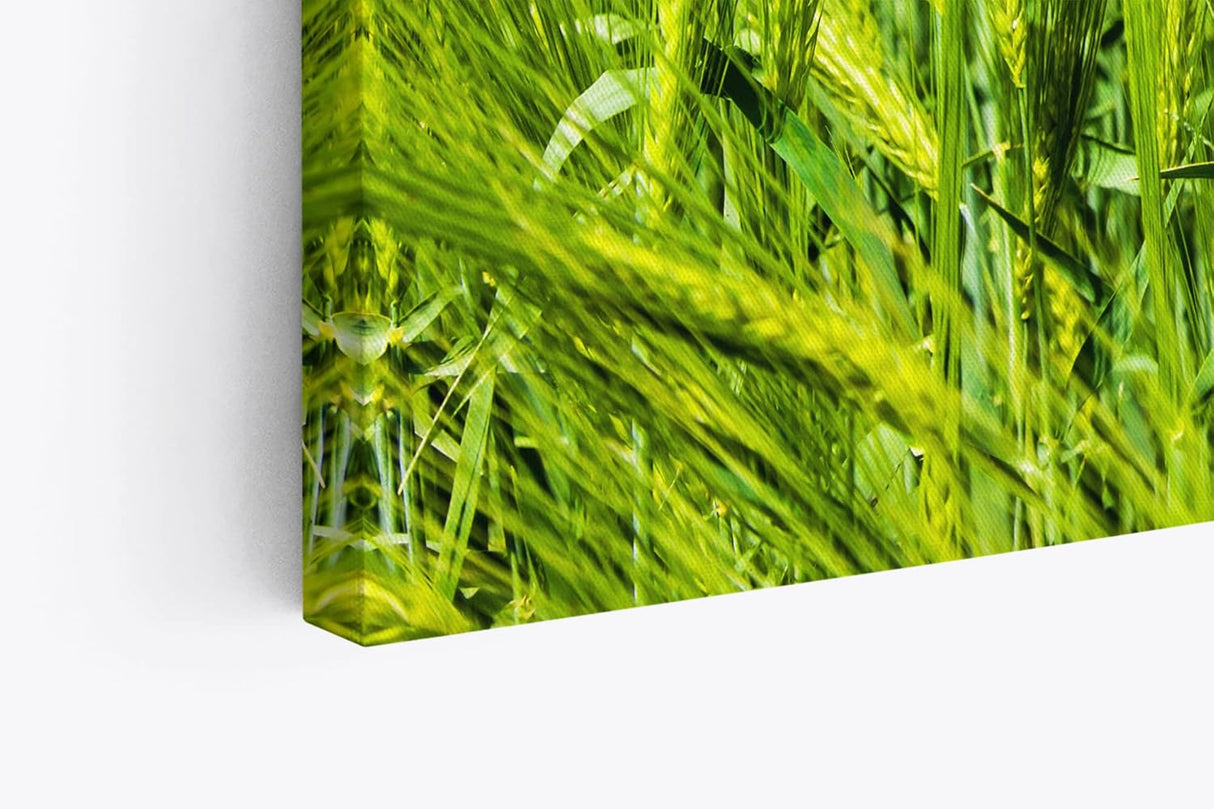 Paul Sinus Wandbild 120x80cm Weizenfeld Weizen Sommer blauer Himmel Natur
