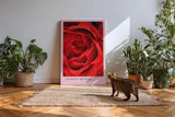 Paul Sinus Kunstdruck 40x60cm Scarlet Bloom – Rote Rosenblüte in Makroaufnahme mit eleganter Form und samtiger Textur
