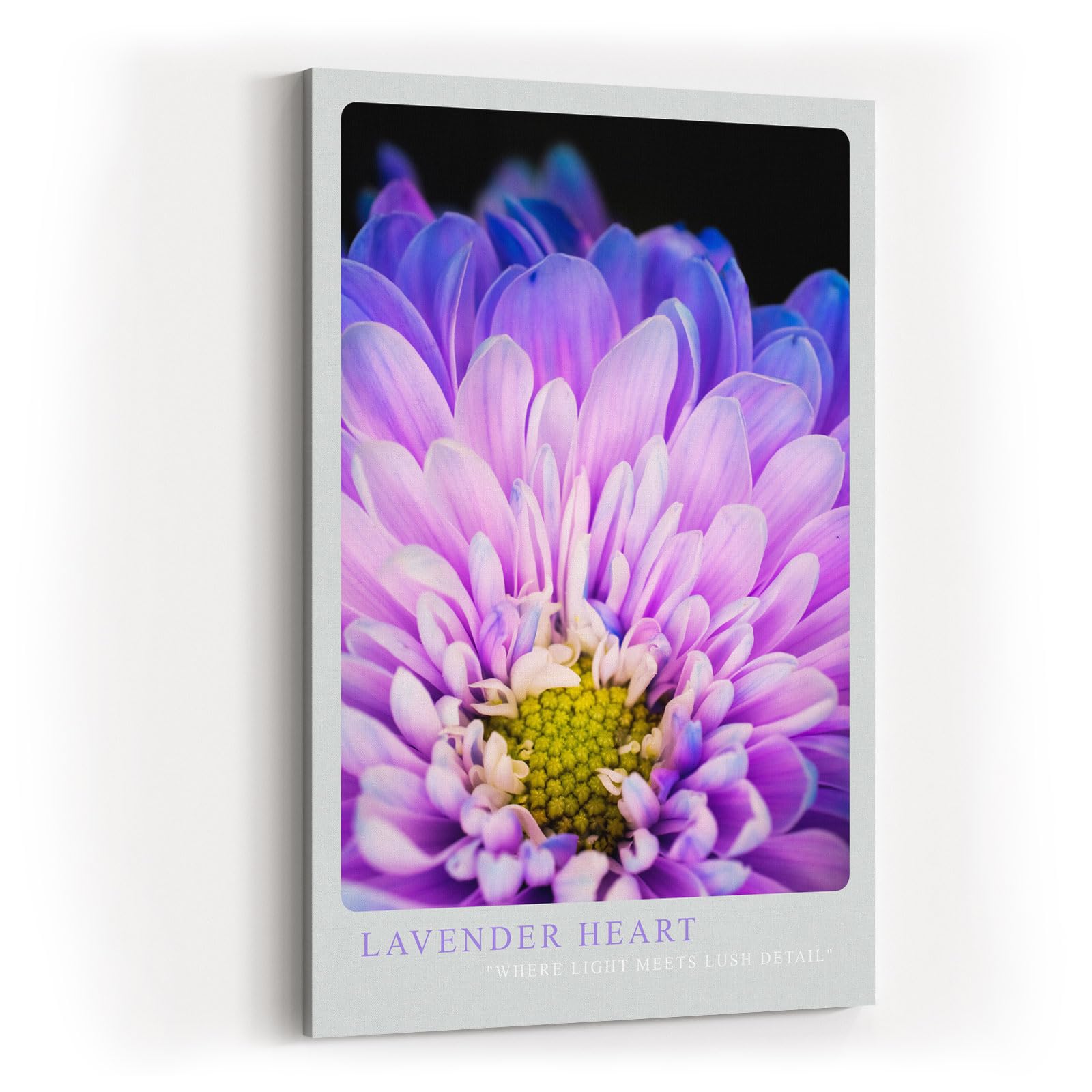 Paul Sinus Kunstdruck 40x60cm Lavender Heart Nahaufnahme violetter Blüte Where Light Meets Lush Detail