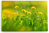Paul Sinus Wandbild 120x80cm Grüne Wiese Blumen Löwenzahn Wildblumen Sommer