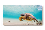 Sinus Art Wandbild 120x80cm Detailreiche Aufnahme einer Schildkröte im klaren Ozean für entspannte Raumwirkung