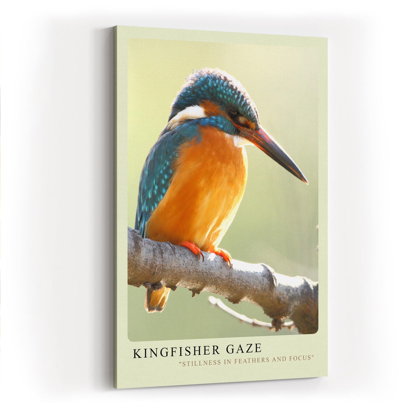 Paul Sinus Kunstdruck 40x60cm Eisvogel auf Ast im Licht – Ruhe, Farbe und Konzentration in einem Moment eingefangen
