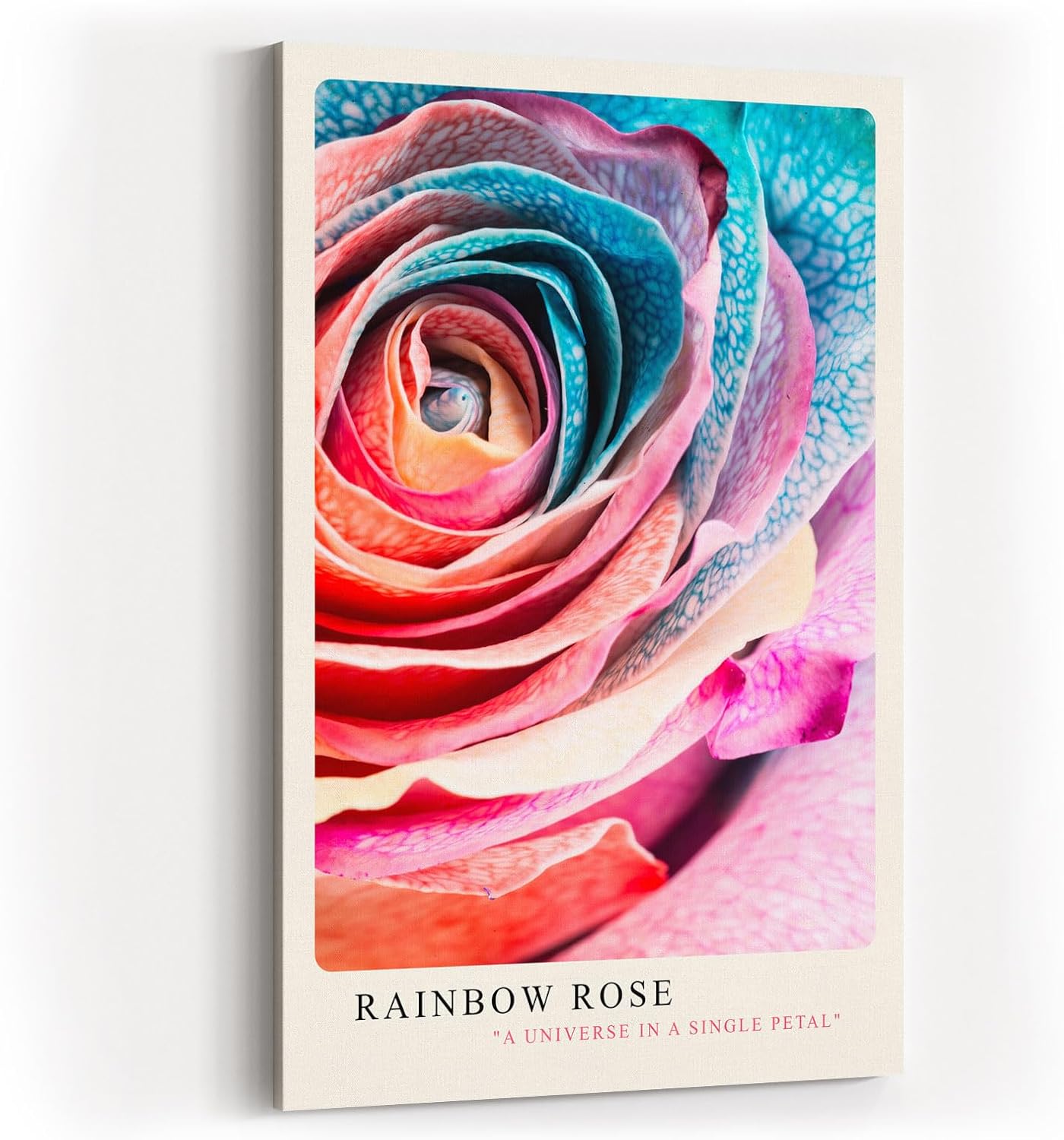 Paul Sinus Kunstdruck 40x60cm Rainbow Rose – Farbenpracht und Struktur in perfekter Harmonie