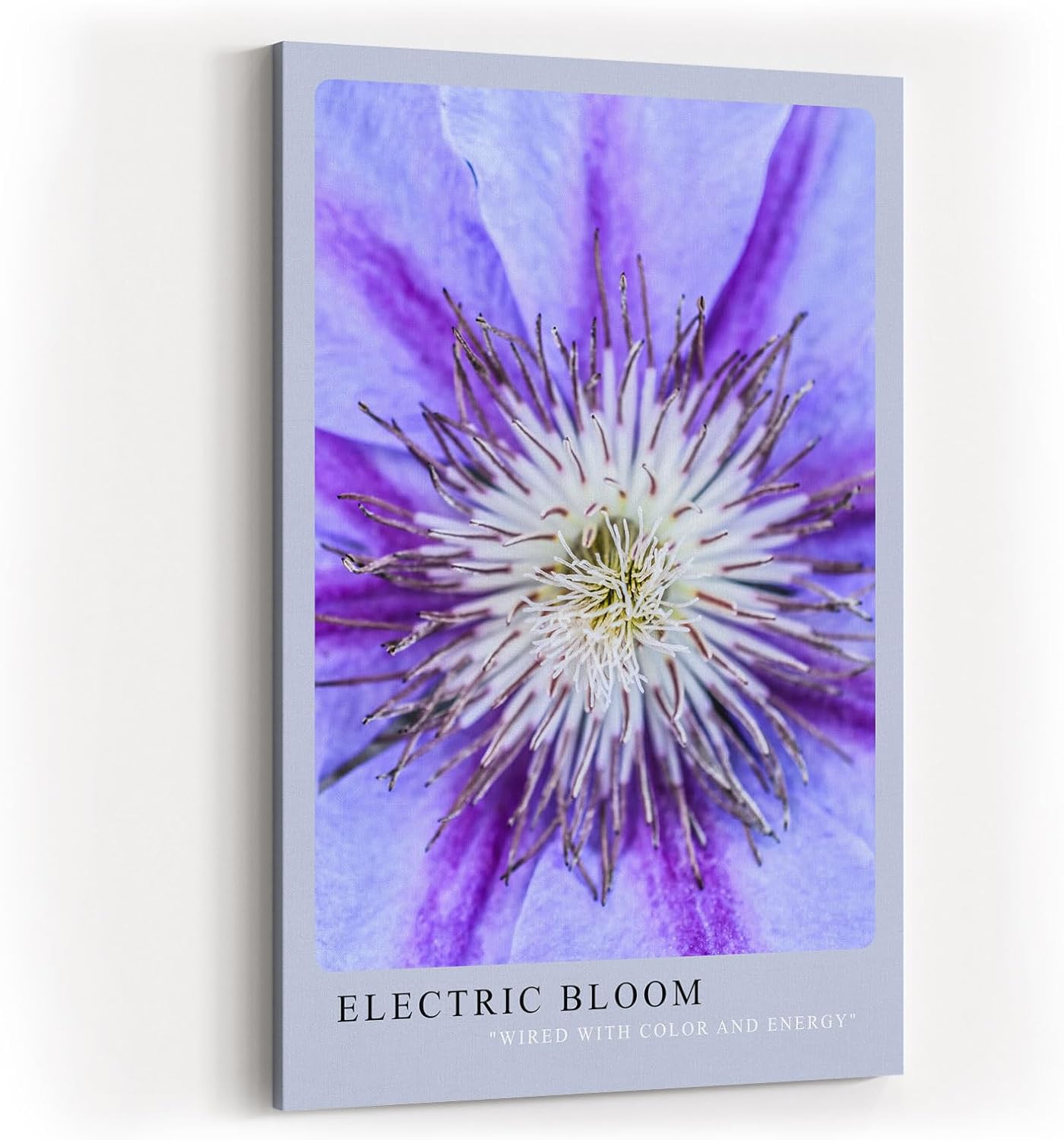 Paul Sinus Kunstdruck 40x60cm Electric Bloom – Nahaufnahme einer lila Blüte mit intensiver Mitte
