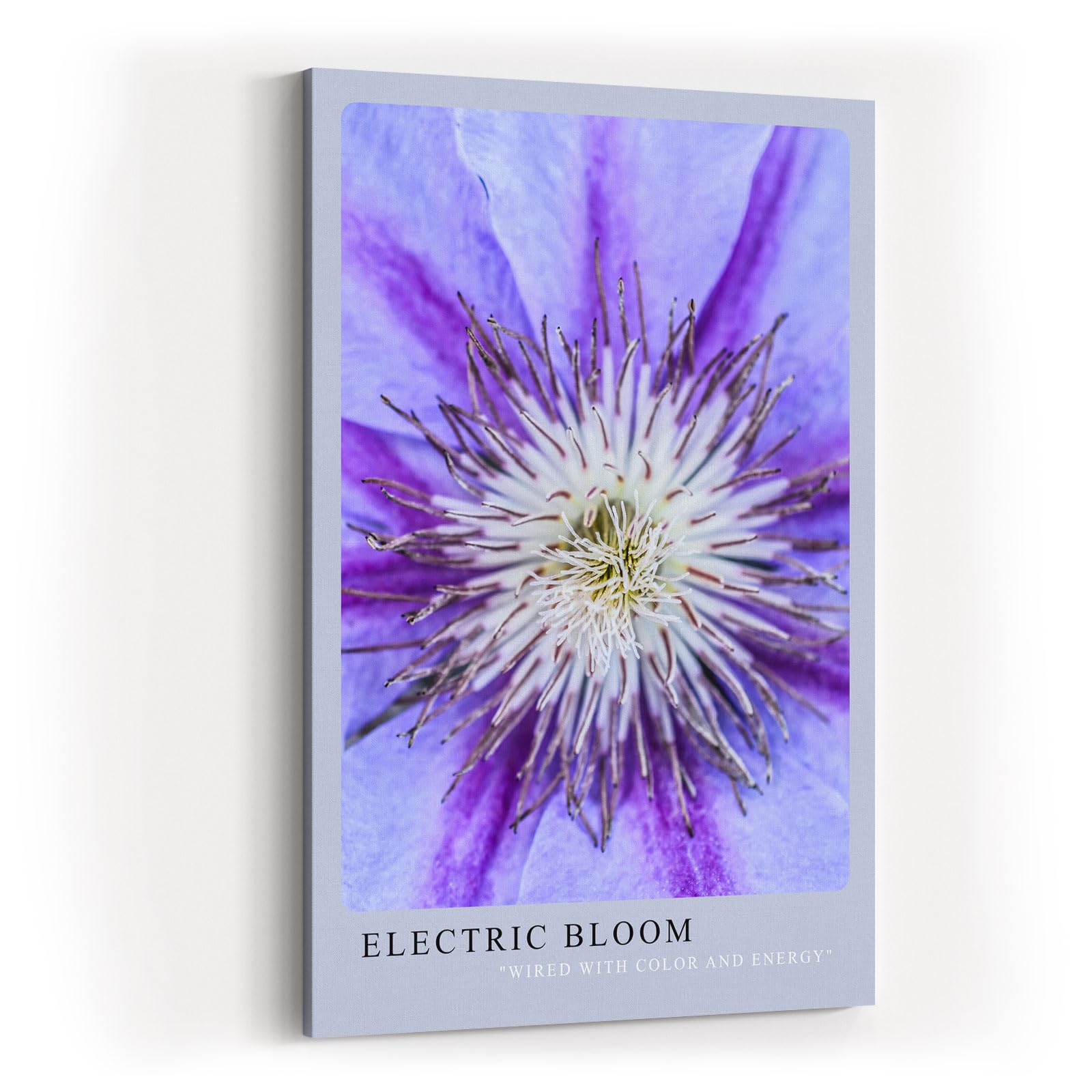 Paul Sinus Kunstdruck 40x60cm Electric Bloom – Nahaufnahme einer lila Blüte mit intensiver Mitte