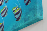 Sinus Art Wandbild 120x80cm Schwarm eleganter Bannerfische in natürlicher Bewegung – faszinierendes Meeresmotiv